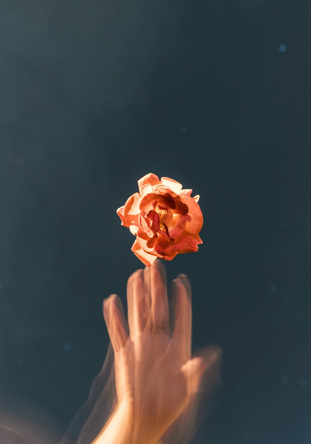 オレンジ色のバラの花を投げる人