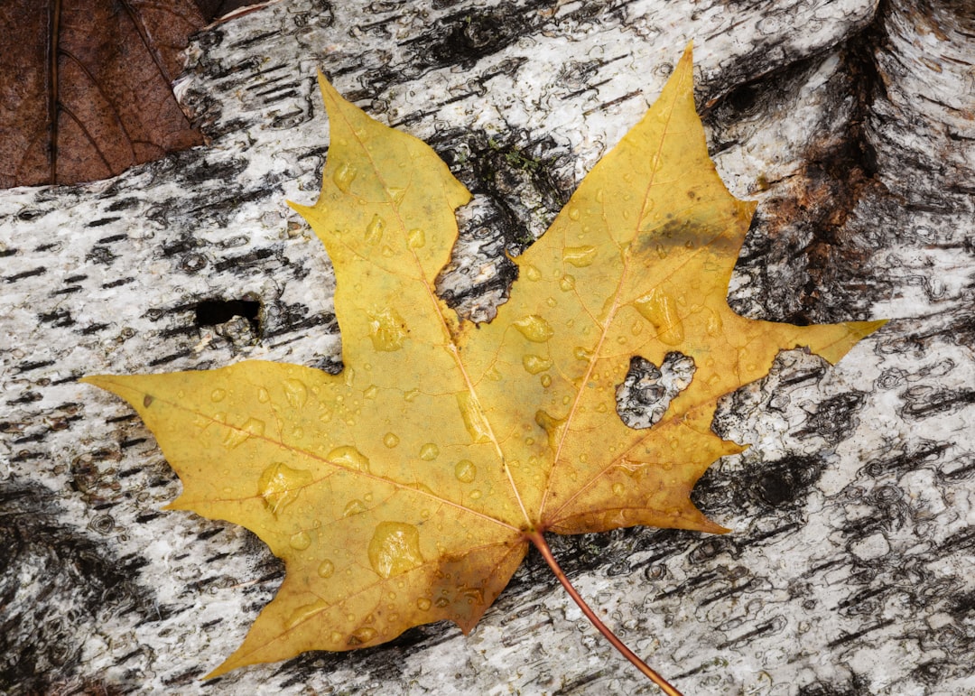 yellow leaf