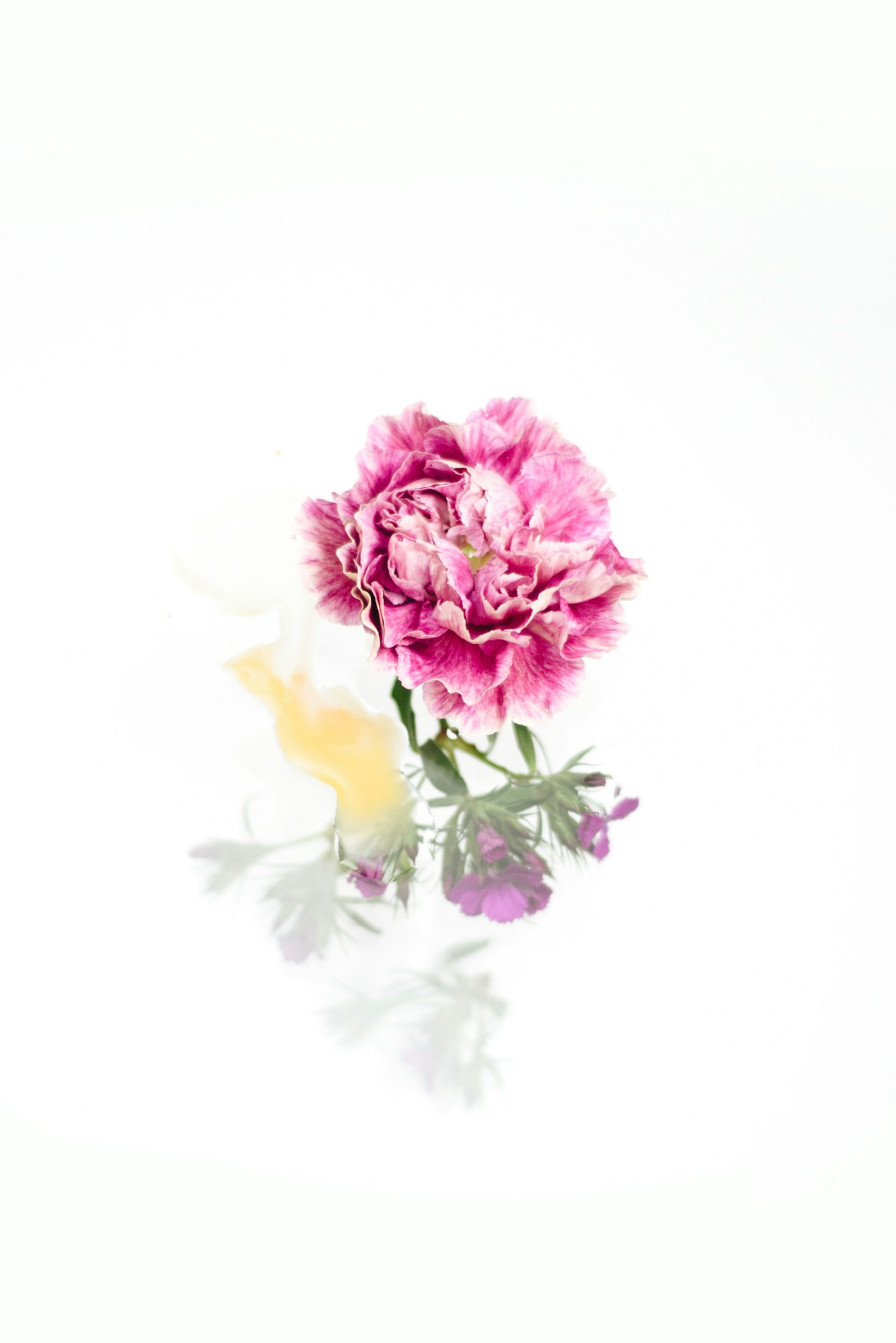 Nikon D750 + Nikon AF Nikkor 50mm F1.8D sample photo. Pink petaled flower photography