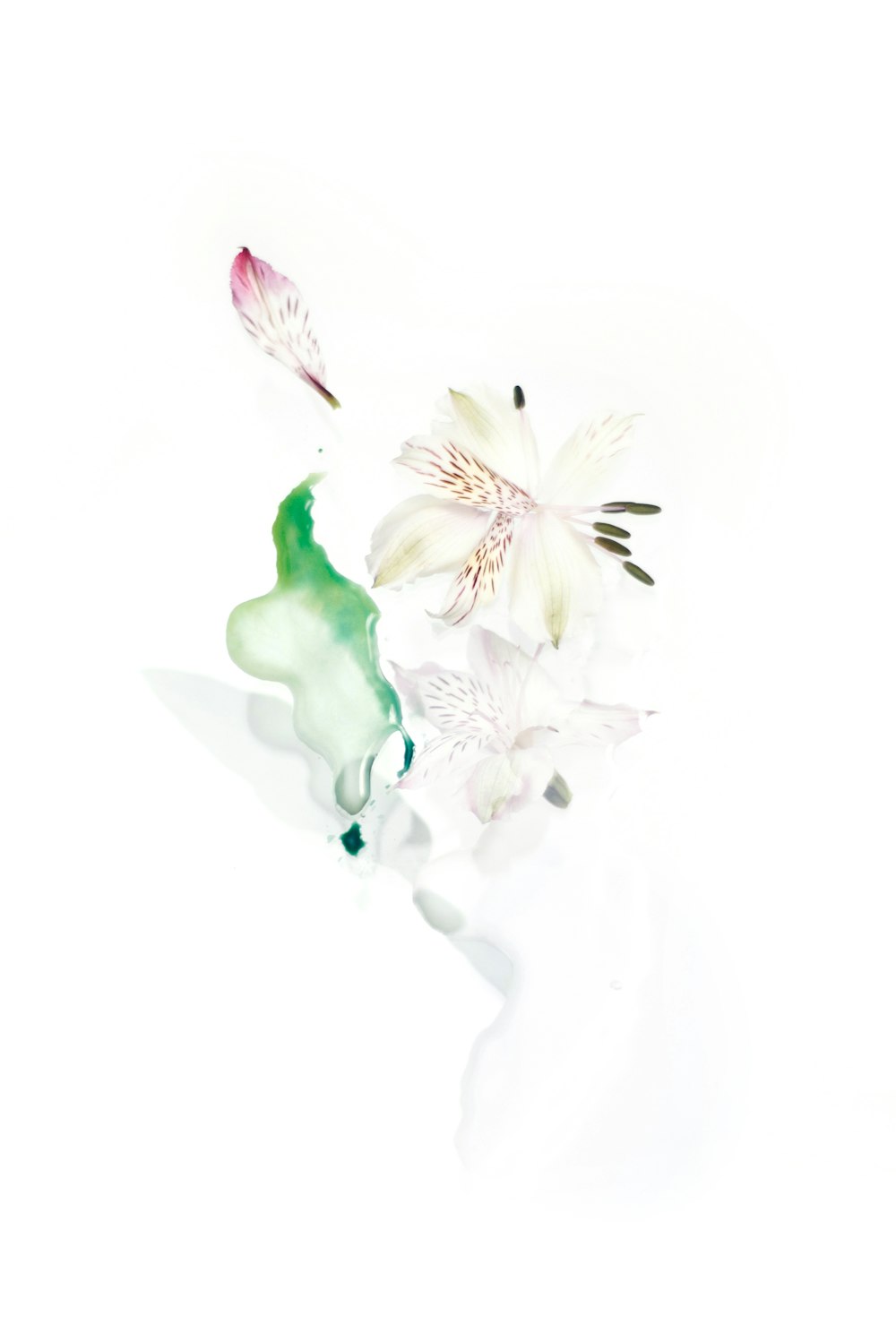 white petaled flower illustration