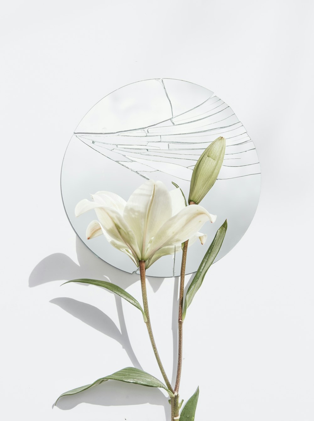white petaled flower and mirror