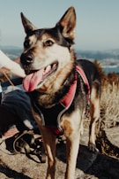 A happy dog wearing a red and black harness stands outdoors on a sunny day. It has its tongue out and appears to be enjoying the moment. In the background, there is a scenic view of hills and possibly a body of water. The scene conveys a sense of adventure and companionship.