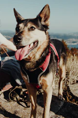 A happy dog wearing a comfortable harness in a sunny park.