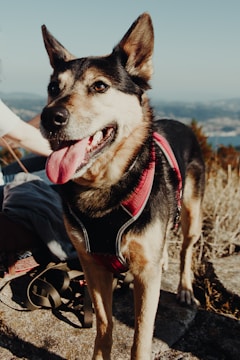 A happy dog wearing a red and black harness stands outdoors on a sunny day. It has its tongue out and appears to be enjoying the moment. In the background, there is a scenic view of hills and possibly a body of water. The scene conveys a sense of adventure and companionship.