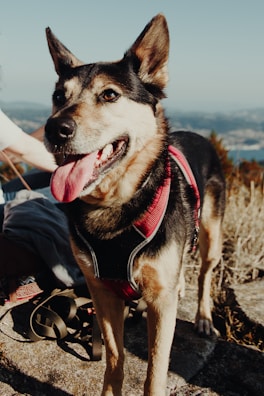 A joyful puppy wearing a stylish harness, ready for an adventure outdoors.