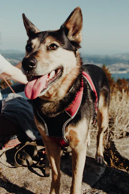 A happy dog with a custom-fitted vest, showing off the detailed stitching and quality fabric in a sunny outdoor setting.