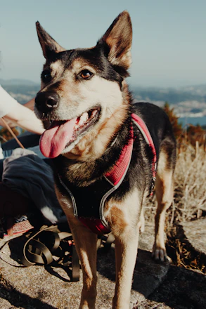 A happy dog wearing a vibrant, custom-made outfit, smiling outdoors on a sunny day.