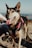 A happy dog wearing a tactical training harness.