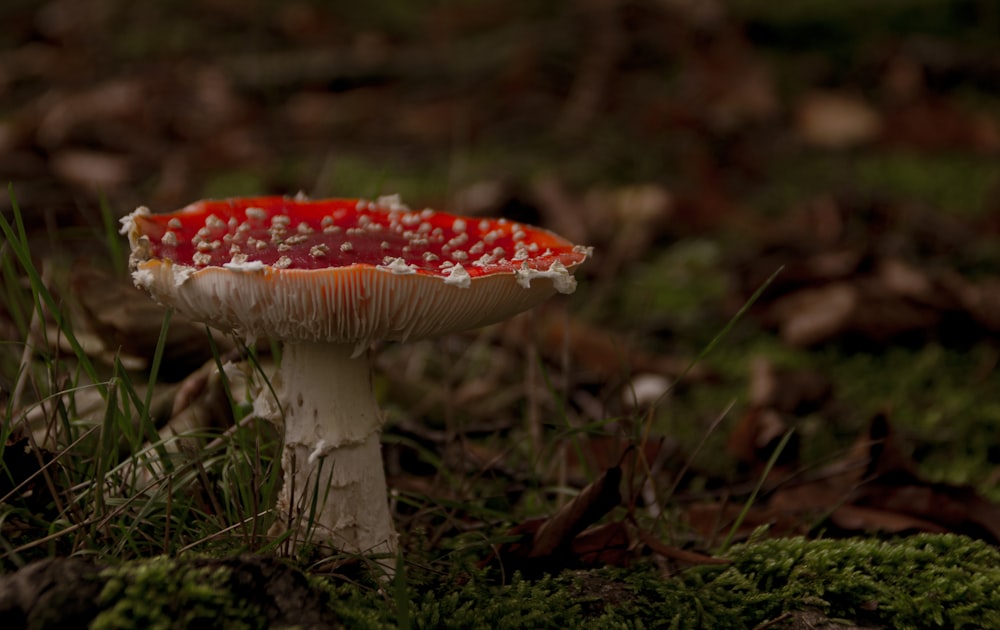 red and white mushroom