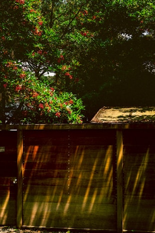 A wooden fence stands in the foreground, partially covered in shadows and sunlight. Behind the fence, branches with lush green leaves and clusters of small red flowers create a natural backdrop.