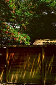 A wooden fence stands in the foreground, partially covered in shadows and sunlight. Behind the fence, branches with lush green leaves and clusters of small red flowers create a natural backdrop.