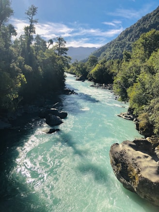 a river running through a lush green forest