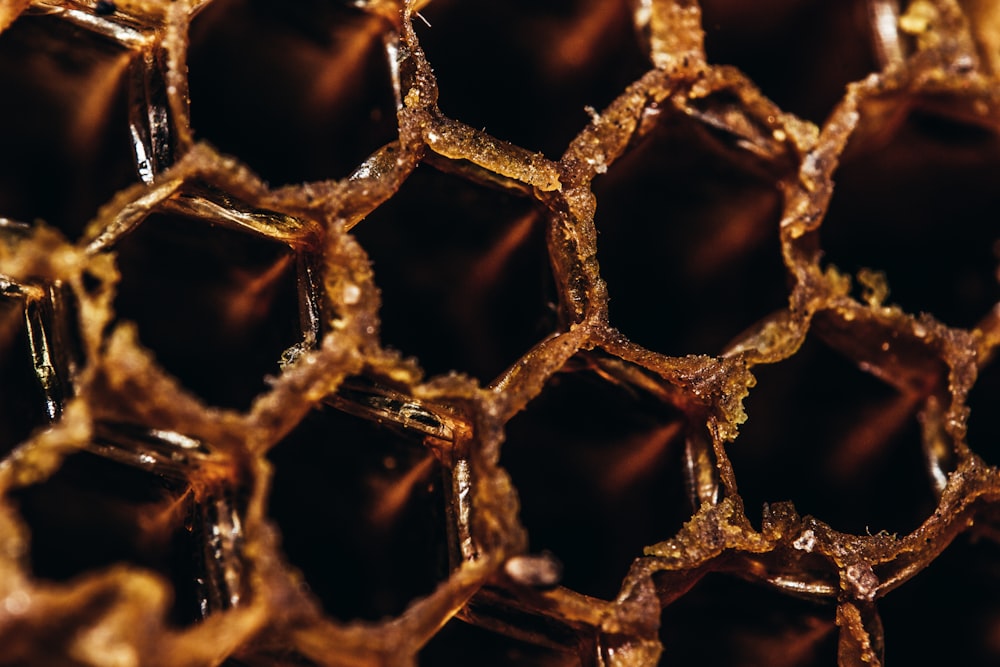 Photographie en gros plan de la ruche d’abeilles