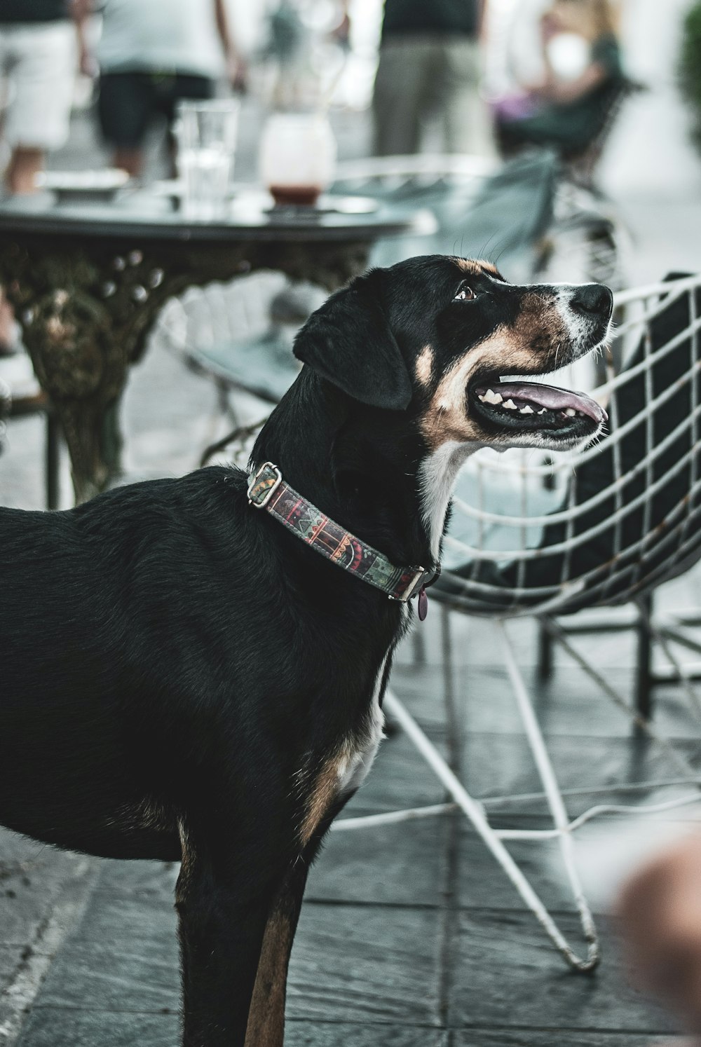 black short-coat dog