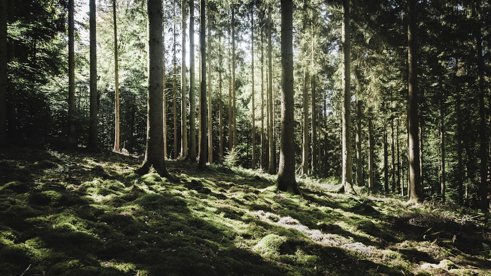 green leafed trees