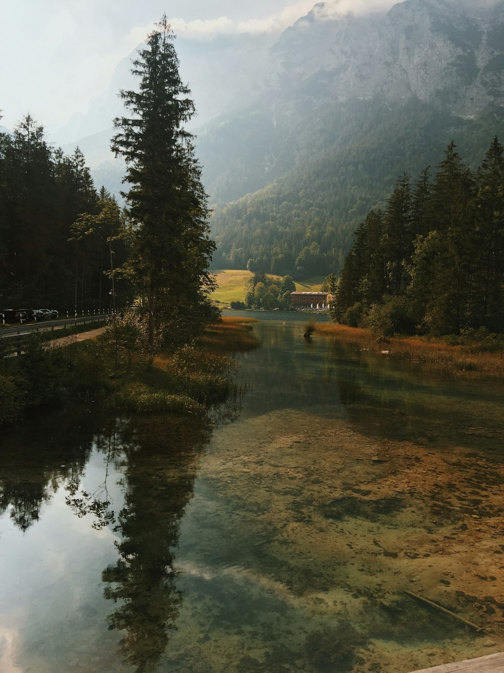 green pine trees and mountain