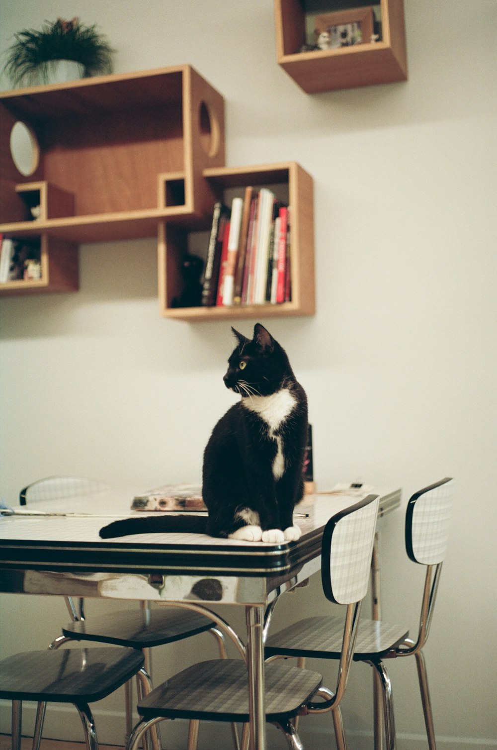 Gato de esmoquin en la mesa