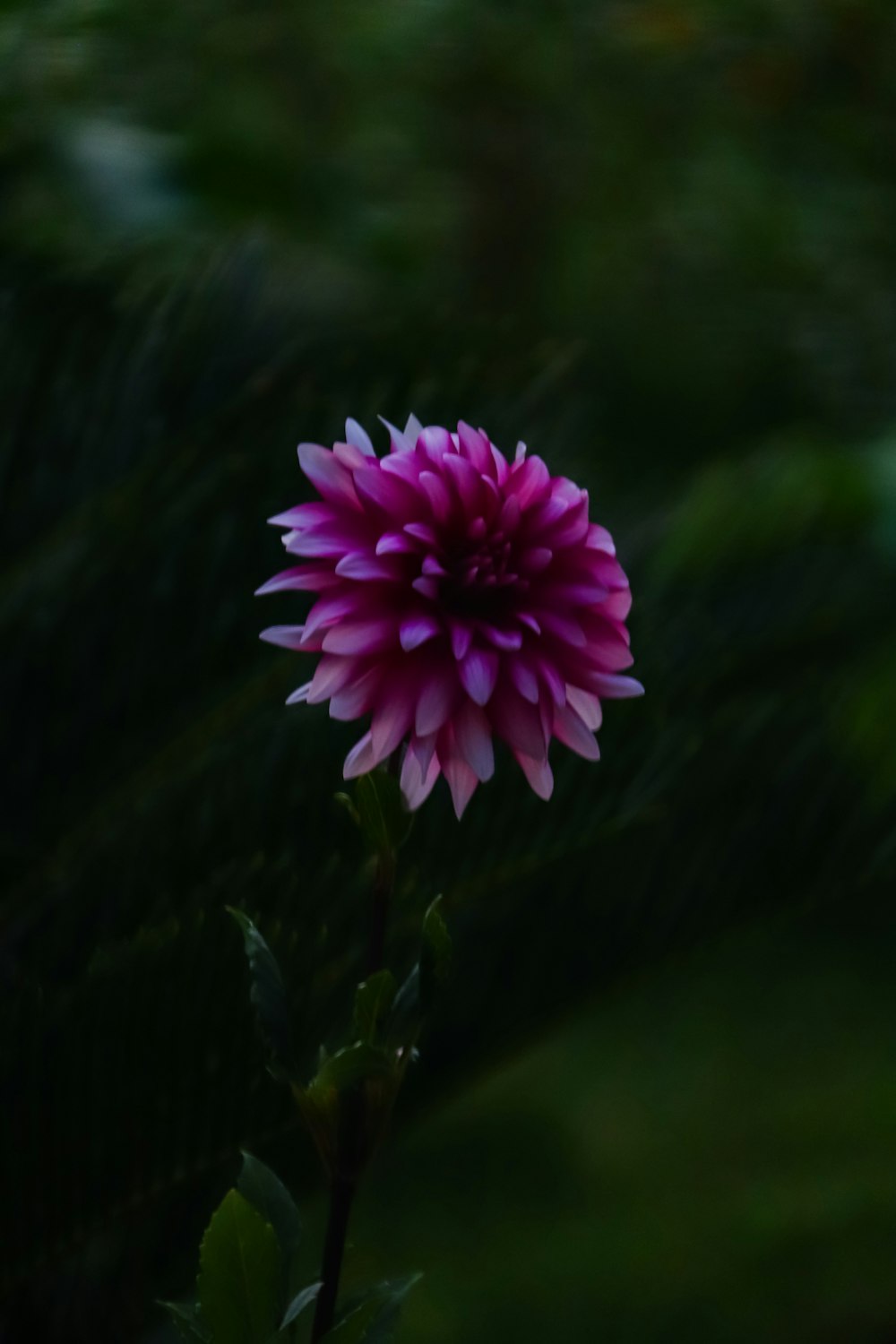 pink petaled flower