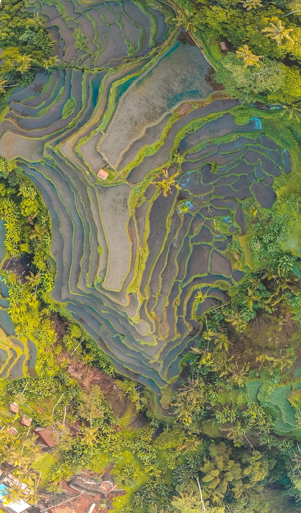 rice terracess during daytime