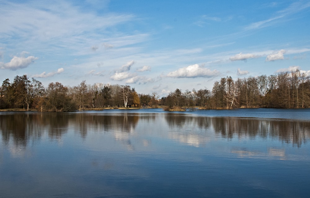 tall trees beside lake