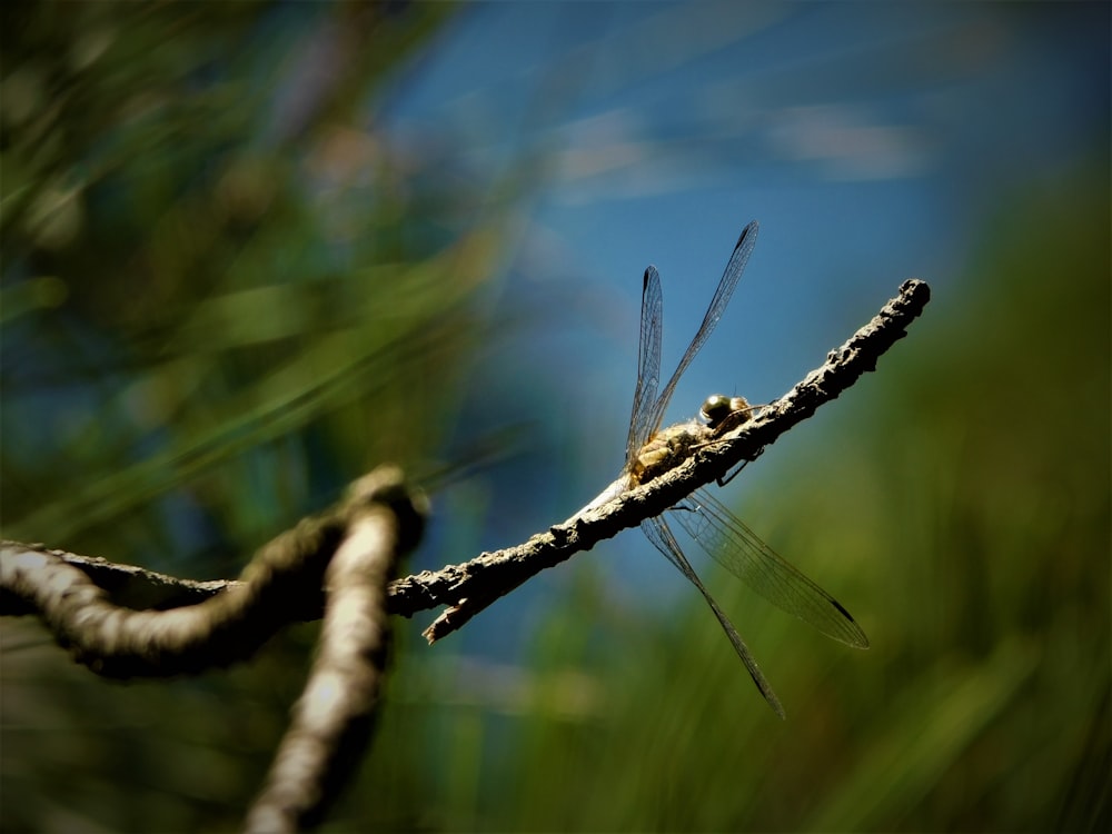 selective focus photography of brown dragonfly