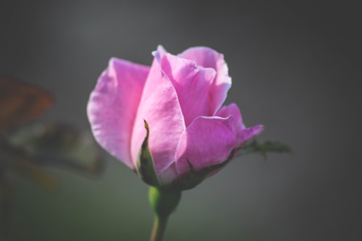 A close-up of a delicate pink rose with dewdrops, softly lit against a clean white background.