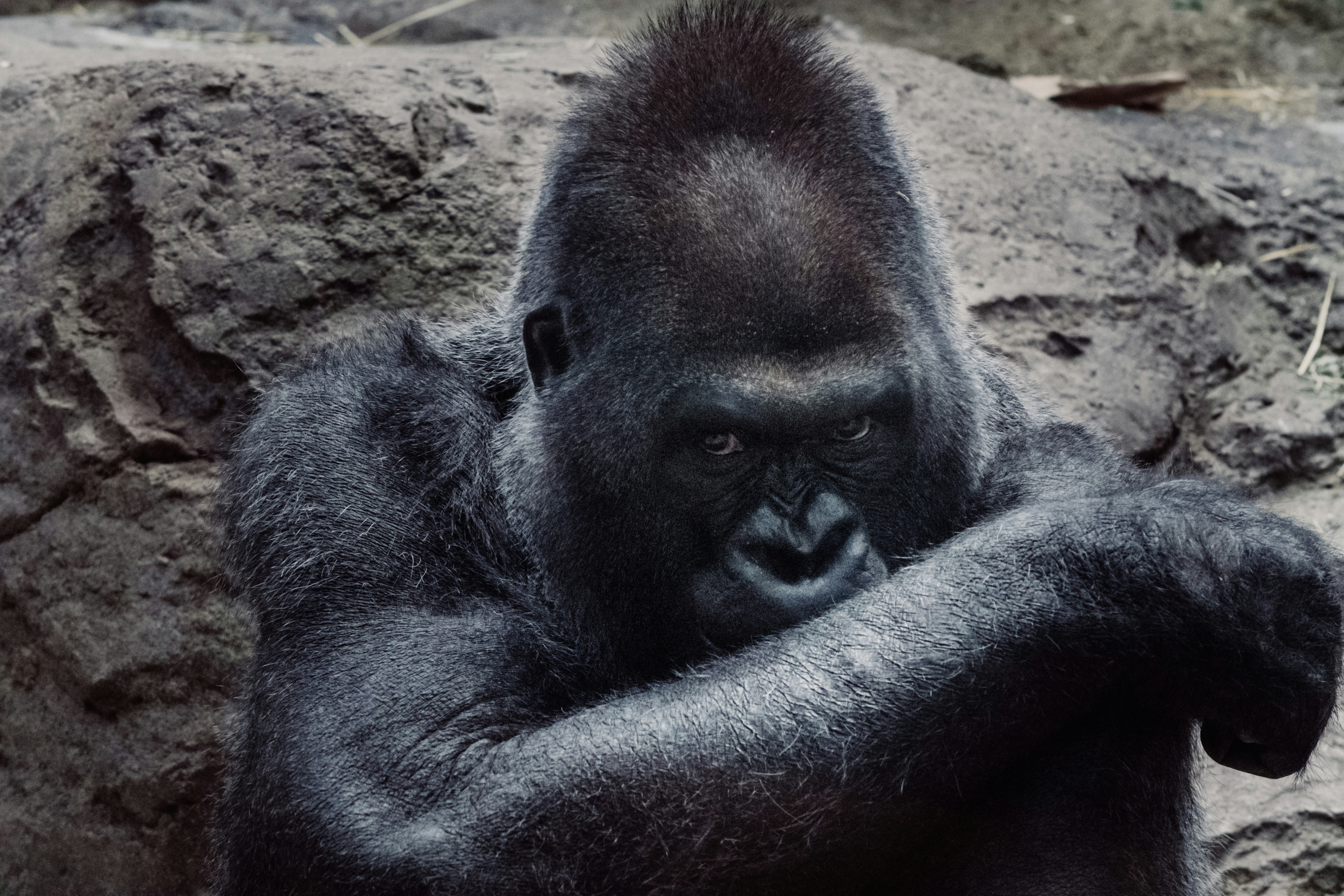 Silver Ape in a zoo enclosure