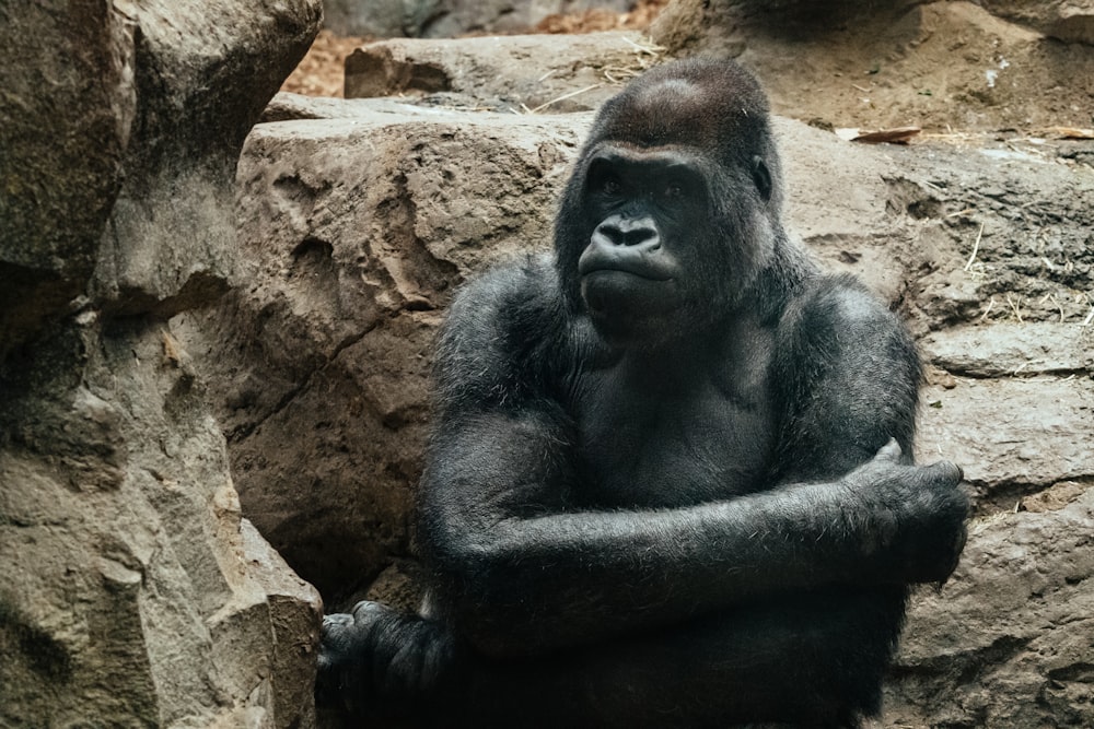 black gorilla photo