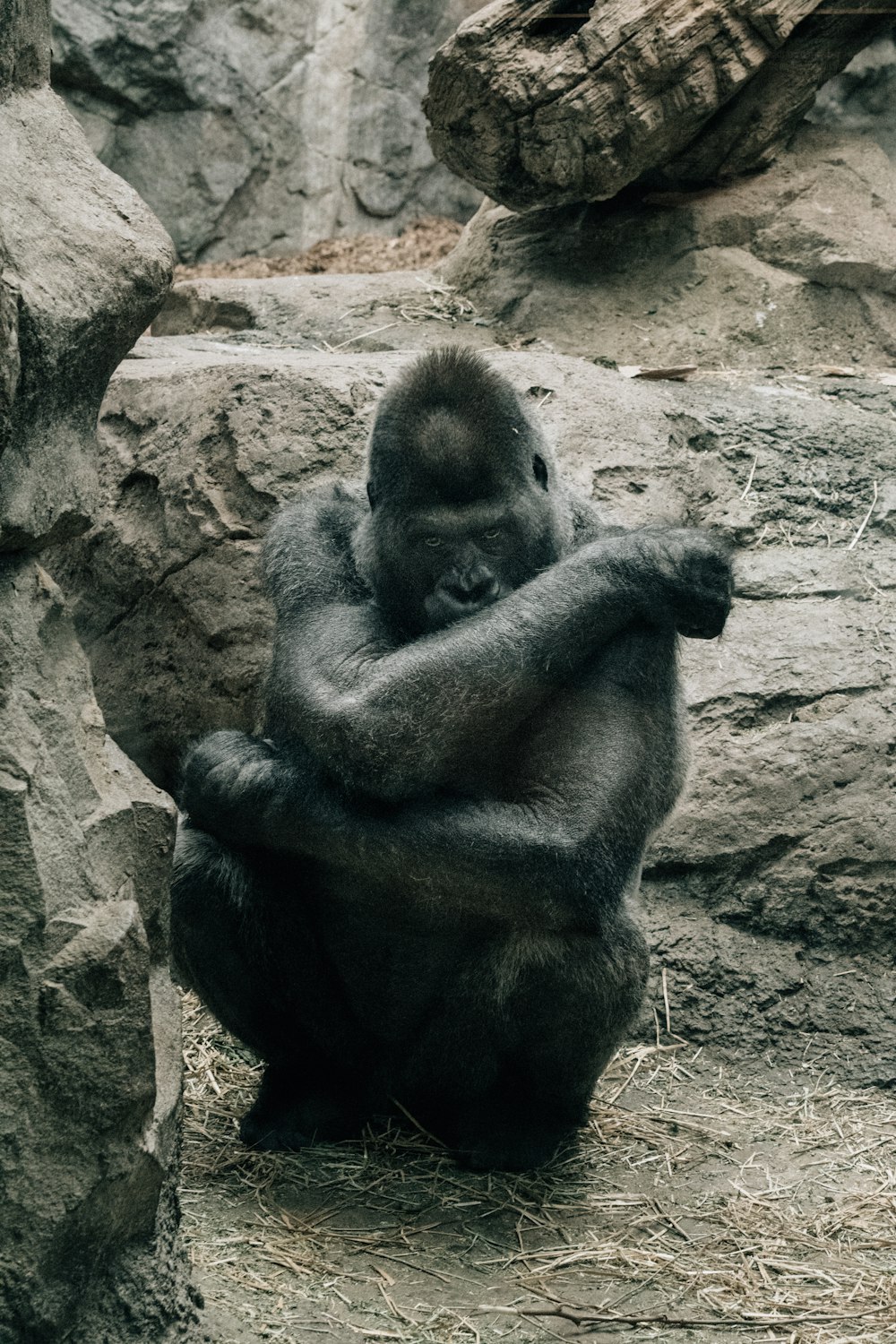 black and brown ape