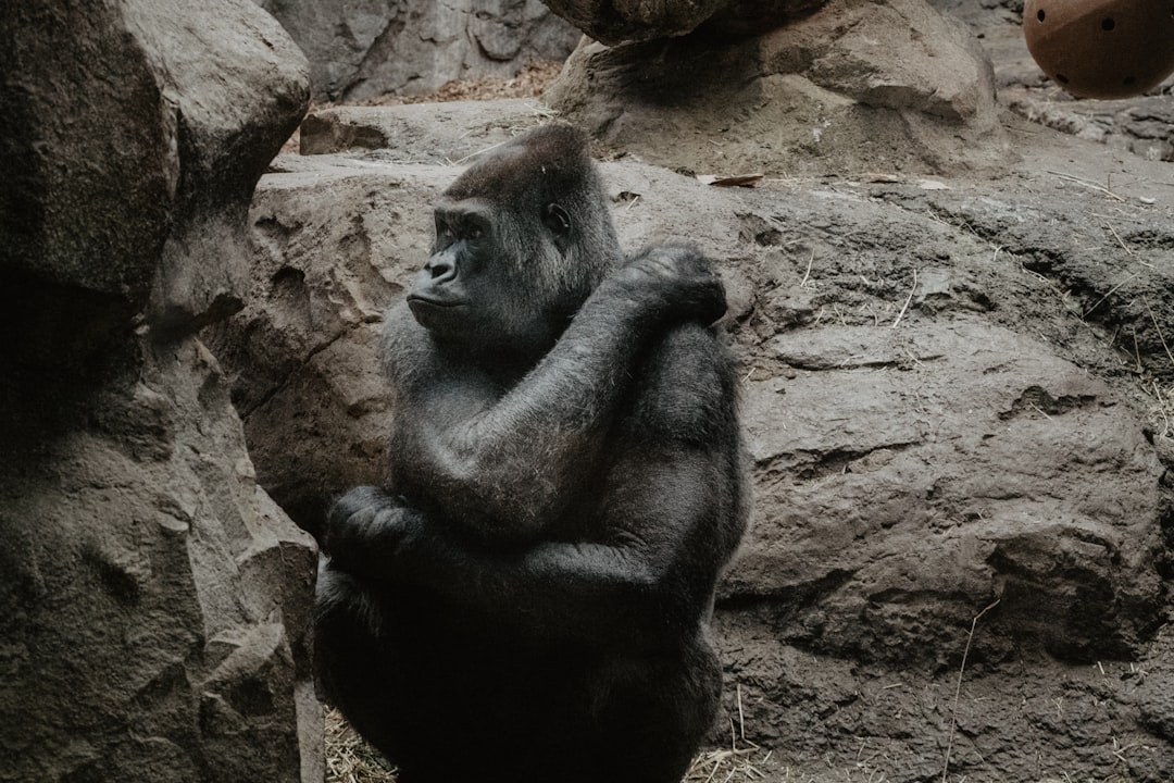 sitting black and brown ape