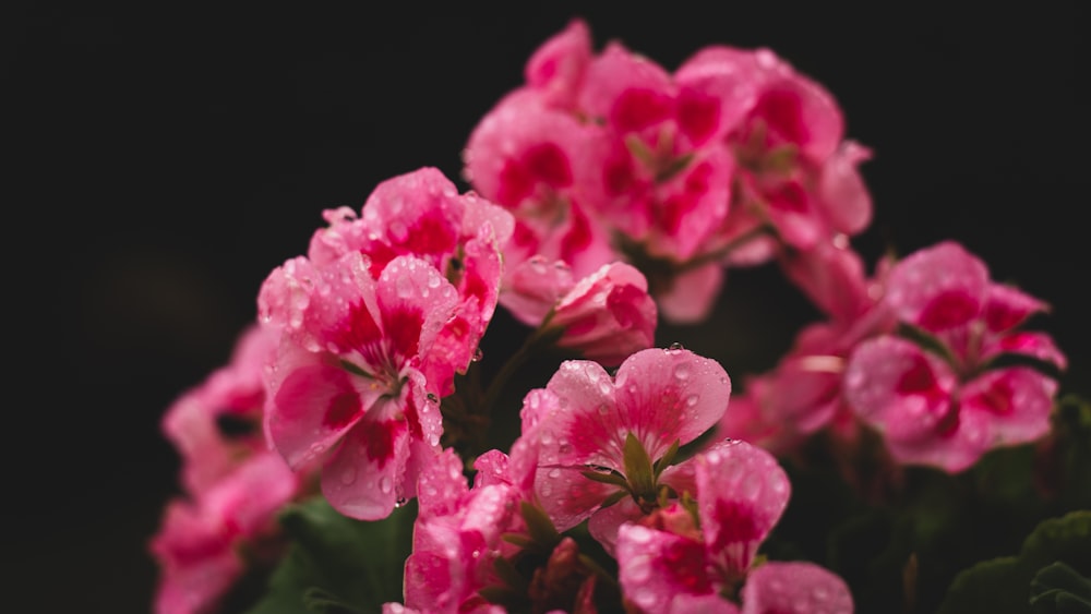 pink flower