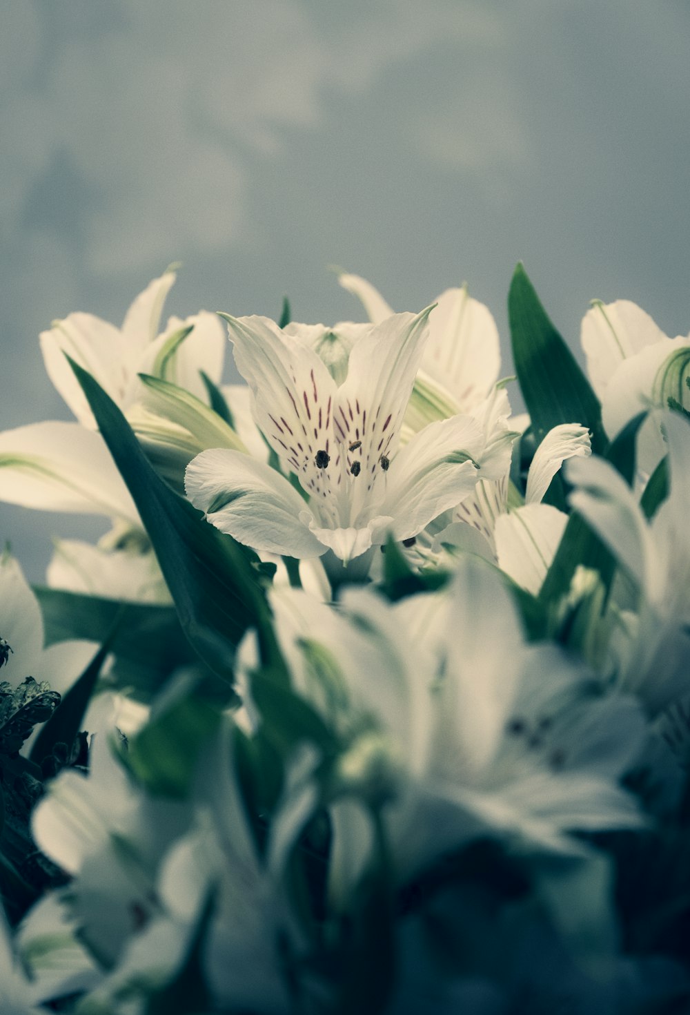 shallow focus photo of white flowers