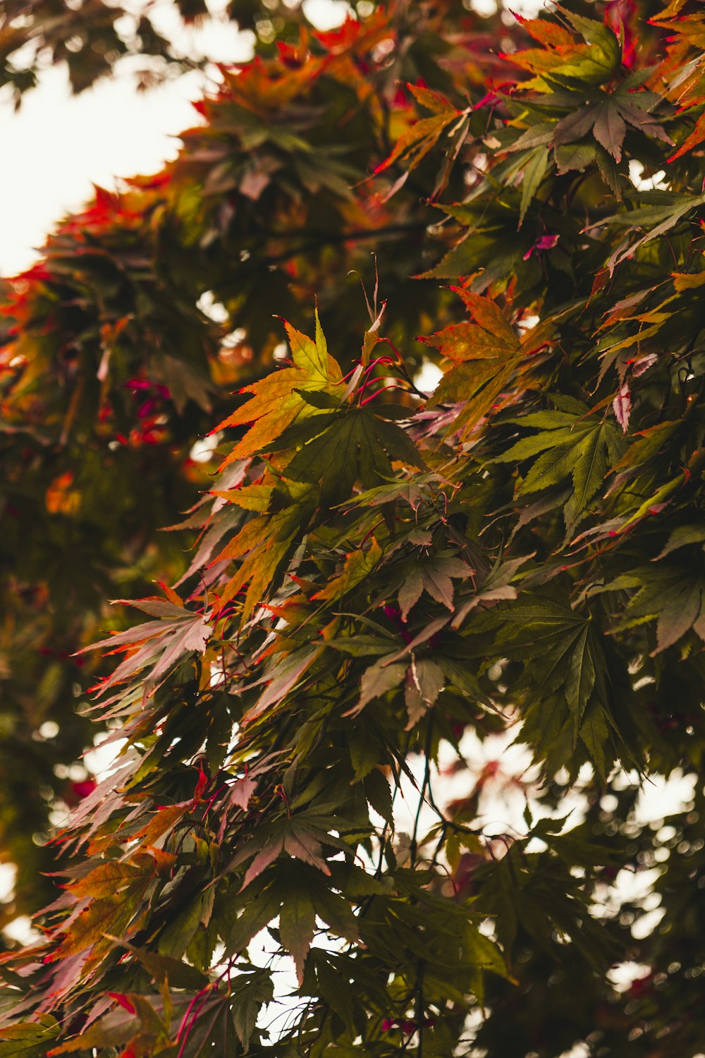 green and brown leaf plants