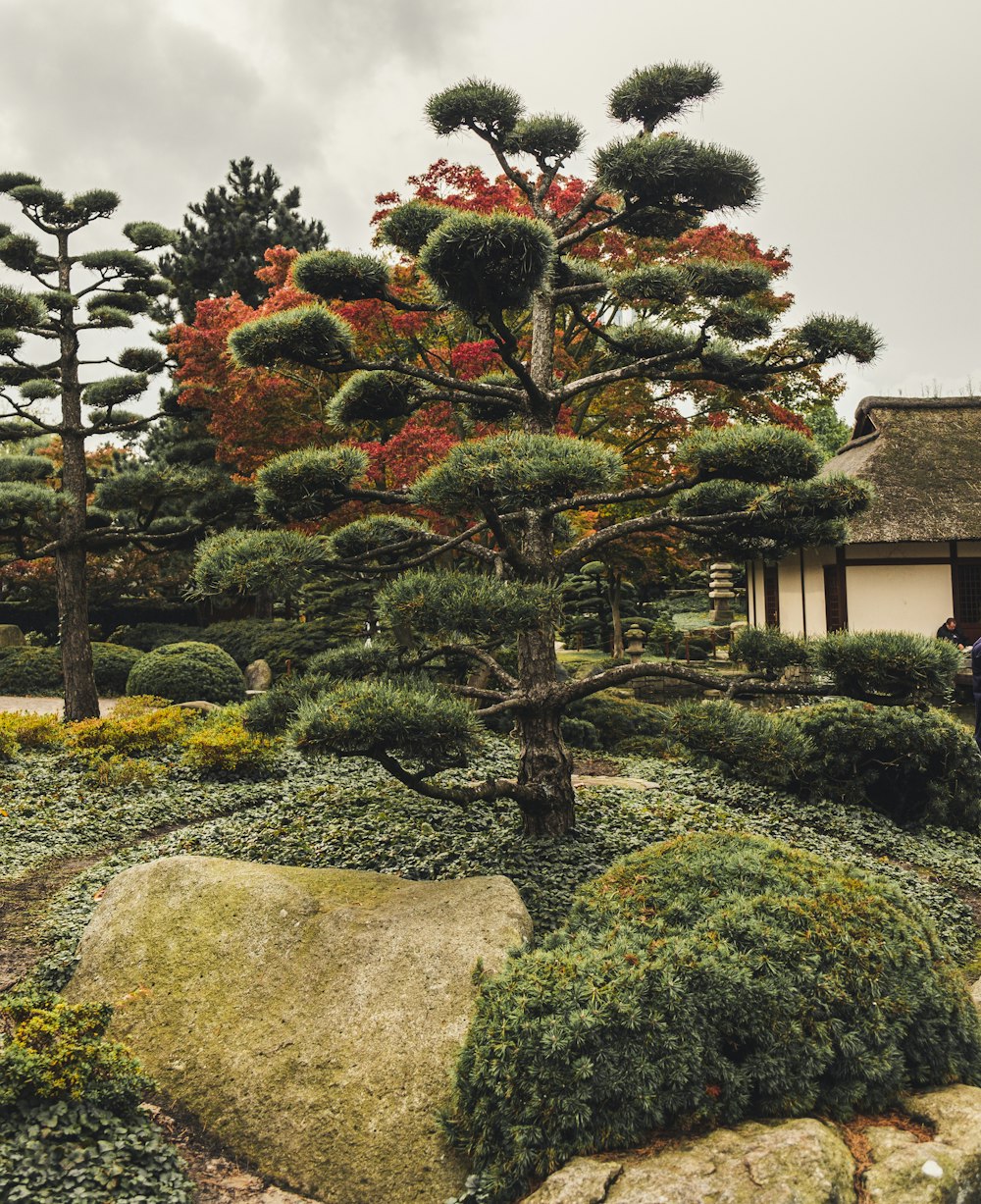 green leaf trees