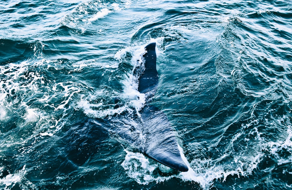 a large shark swimming in the ocean