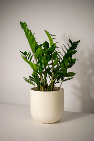 Close-up of sleek metal planter with vibrant green plants in a bright, minimalist setting