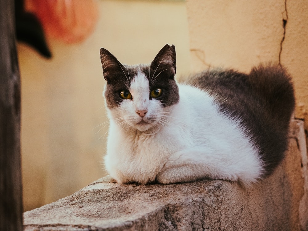 white and black cat