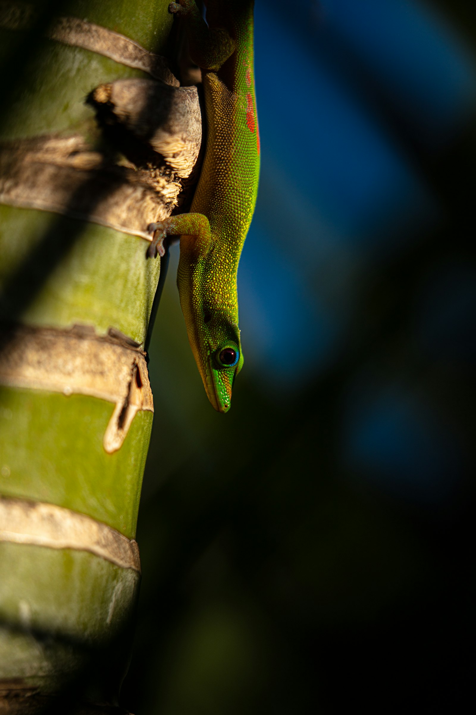 Canon EOS 5DS + Canon EF 100-400mm F4.5-5.6L IS II USM sample photo. Green lizard photography