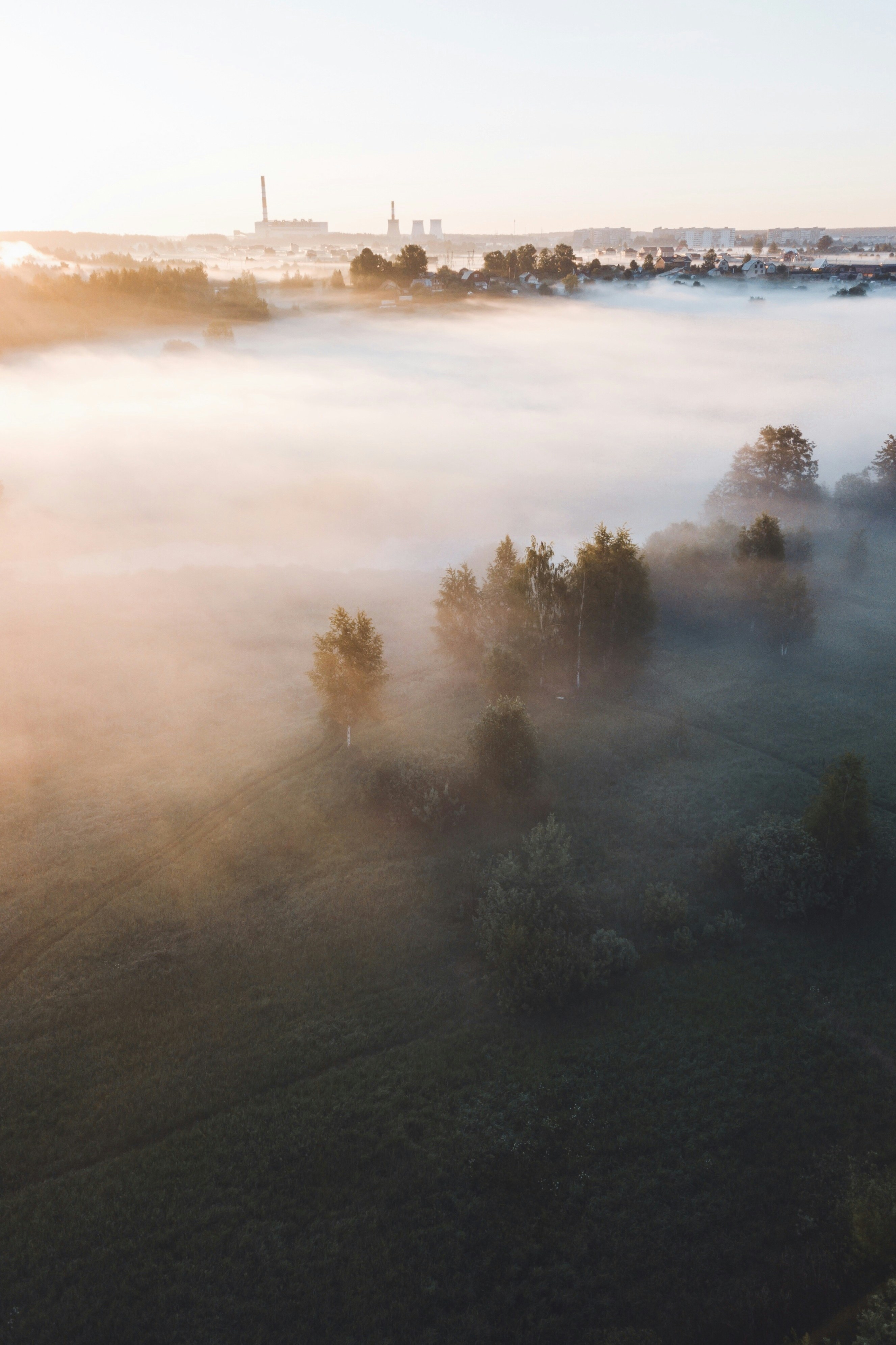 Misty forest at sunrise with filtered sunlight through trees