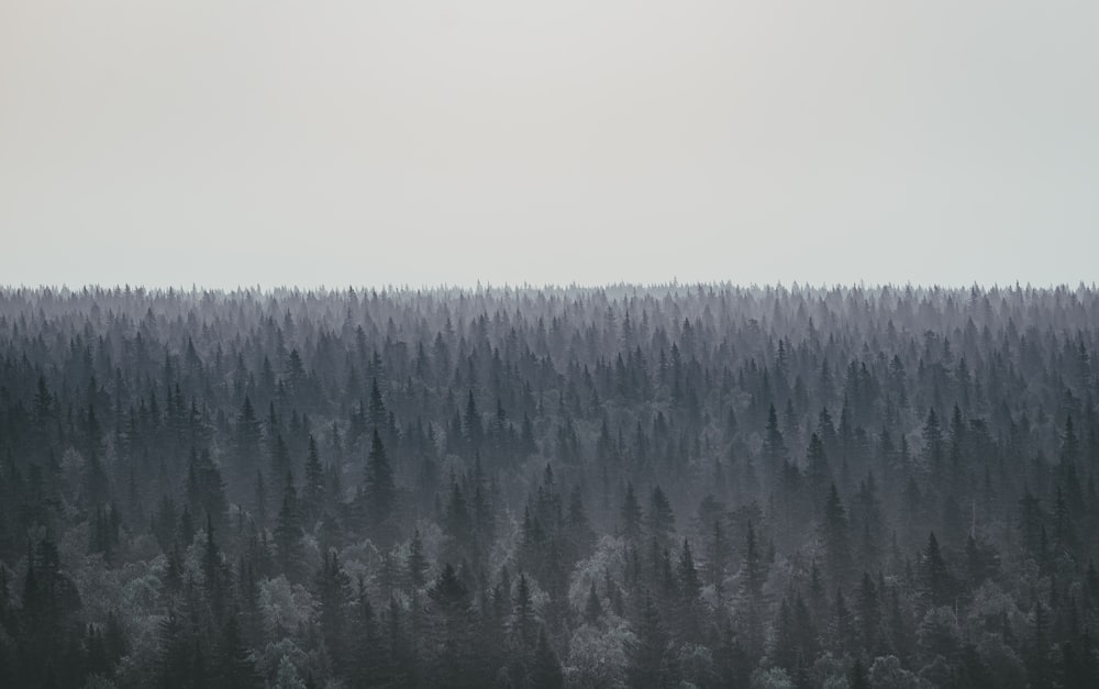 foto em tons de cinza de pinheiros