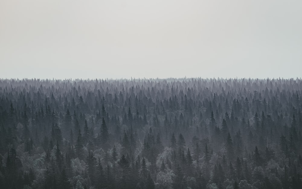 Graustufenfoto von Kiefern