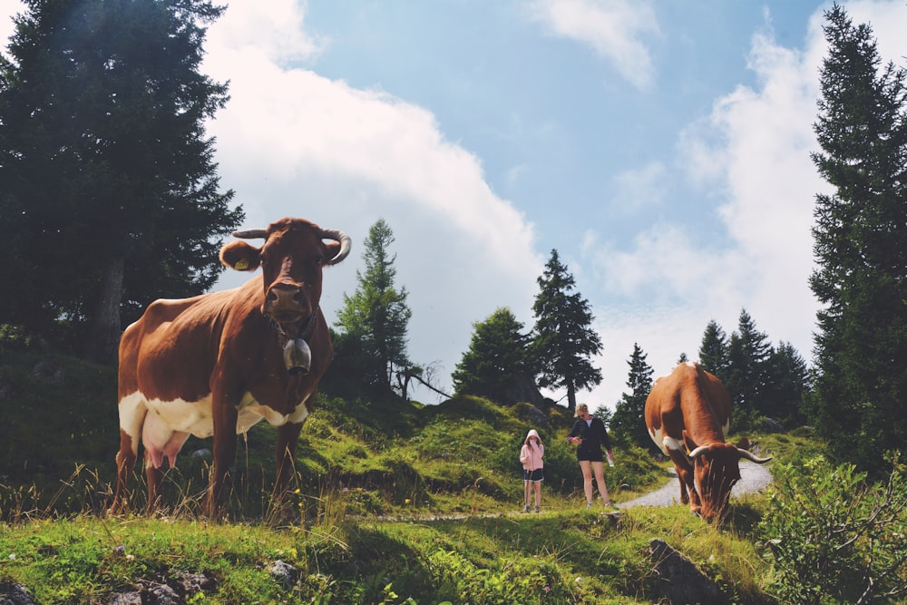 two cows beside road