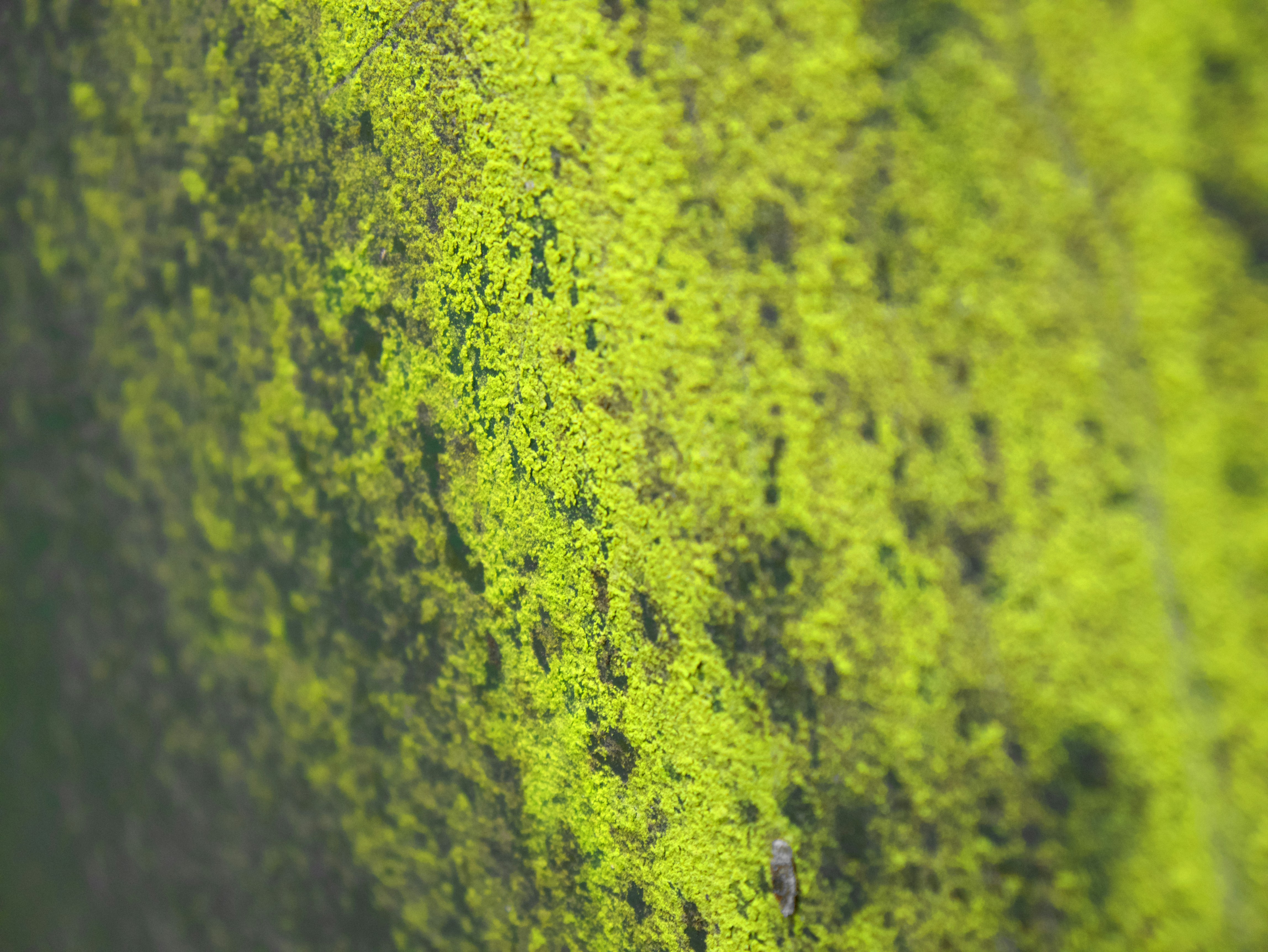 Moss & Lichen Canvas