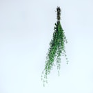 green leafed plants illustration