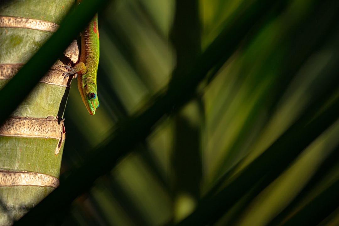 green and beige lizard