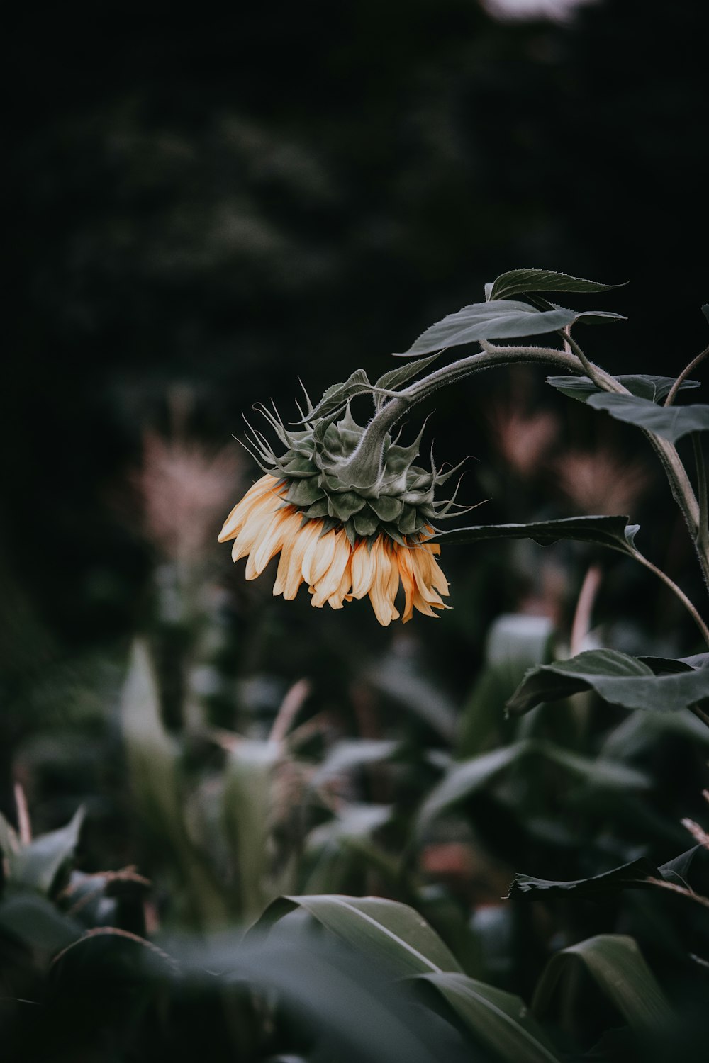 close up photography of petaled flower