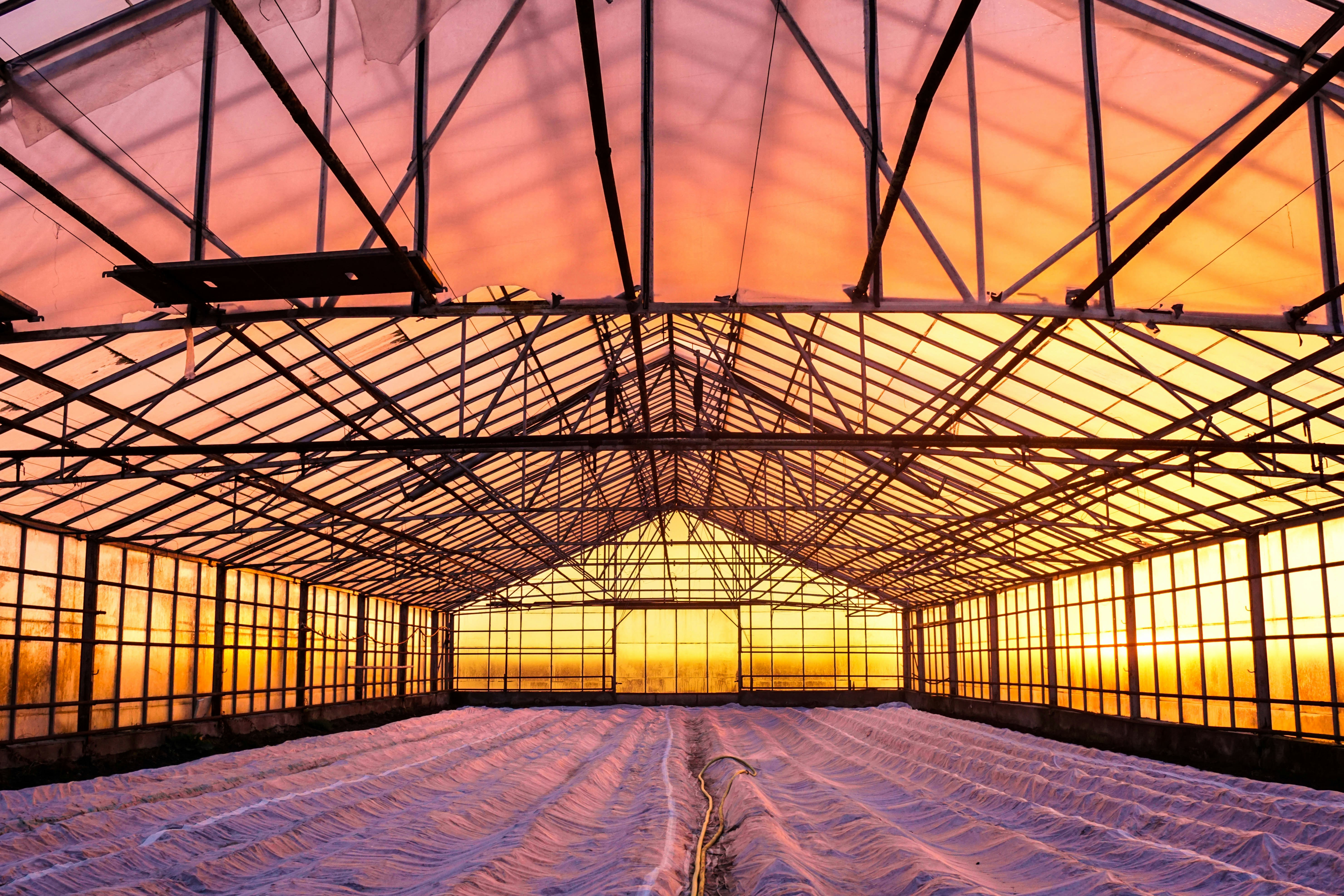 A winter sunrise from the inside of a greenhouse containing potatoes. Båring, Fyn, Denmark