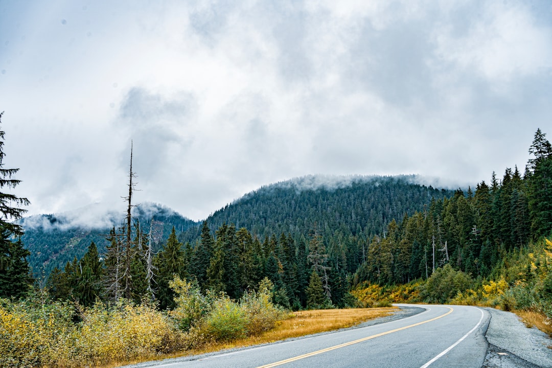 pine trees beside road during daytime