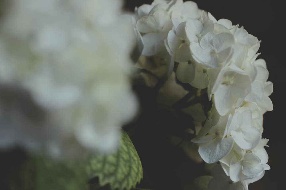 white flowers