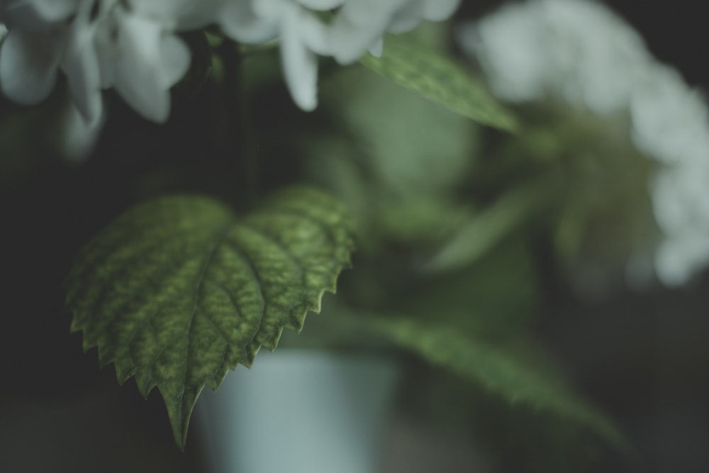 closeup photo of white flowers